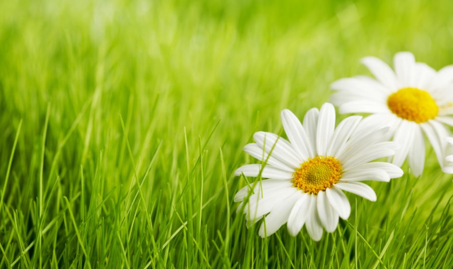 Hoog gras maaien: tips voor efficiënt maaien